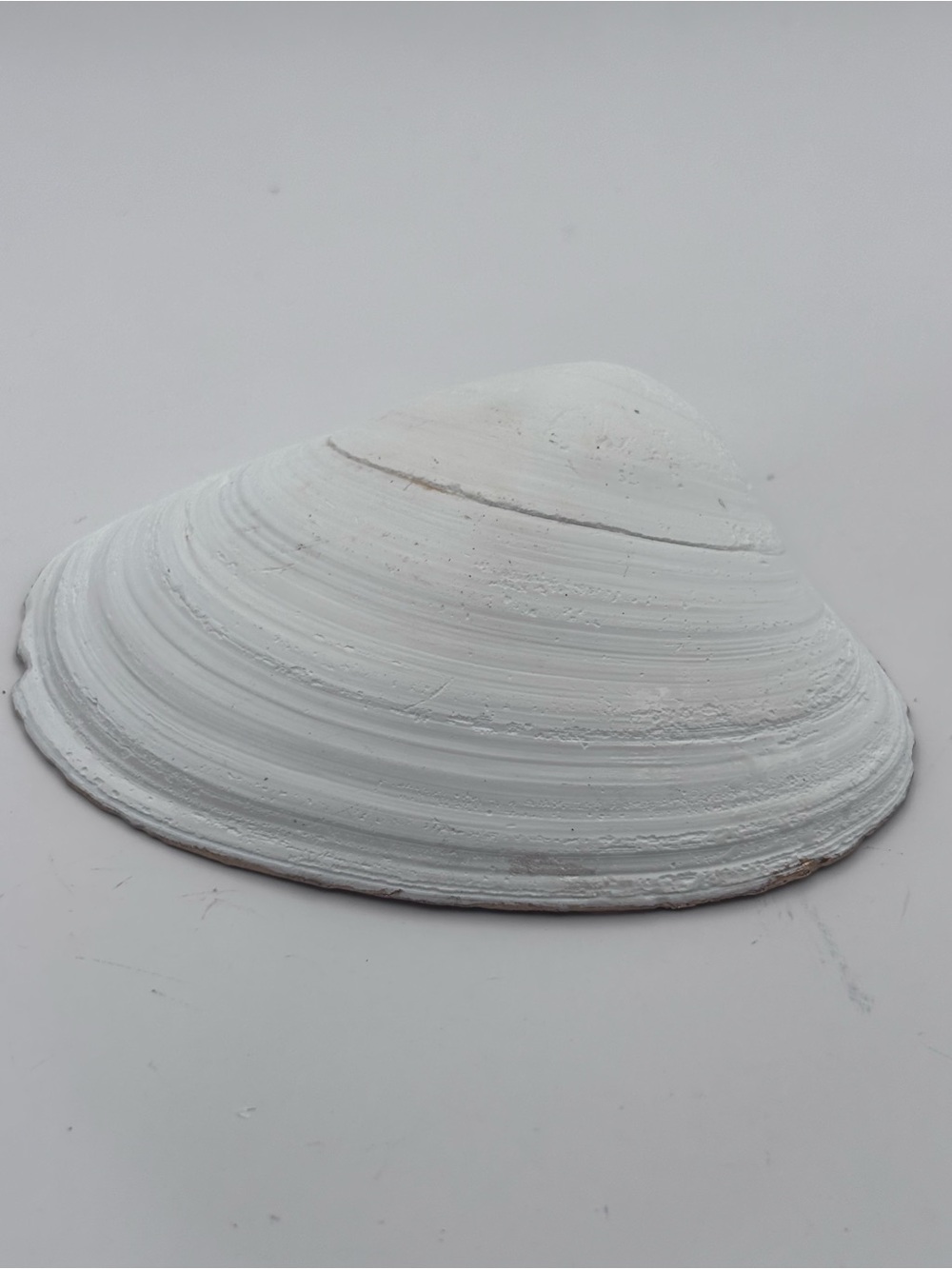 Coastal Sea Turtle Decorative Shell Bowl - Blue - Picture 4 of 4